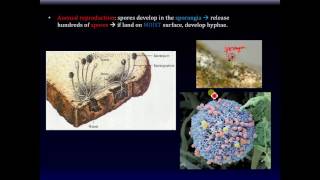 Chap 20 video  Biology Rhizopus stolonifer Zygomycota bread mold [upl. by Lipkin]