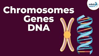 Genetics Basics  Chromosomes Genes DNA and Traits  Infinity Learn [upl. by Rey]