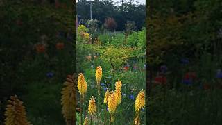 니포피아 kniphofia 수레국화 5월의정원 코티지정원 목가적인 cottagegarden 농가정원 [upl. by Liddie534]