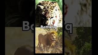 Lion vs Smilodon editremakelionsmilodonanimals [upl. by Sigismondo]