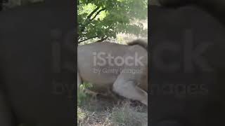 Two Male Lions Fighting for Food lion animals wildlife wildanimals savelions lionslive [upl. by Settera984]