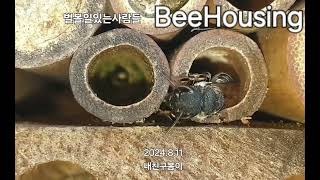 비하우징 벌볼일있는사람들 내친구봄이 애가위벌 야생벌 서식지 bee megachile BeeHousing korea [upl. by Nnylrefinnej]