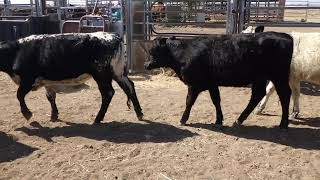 9 SEARLE SPECKLE PARK HEIFERS HGP FREE  AV 2726KG CURFEWED [upl. by Hurty]