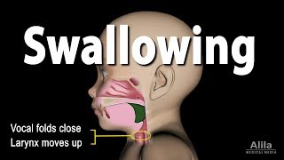 Mechanism of Swallowing Animation in Child model [upl. by Dorcus]