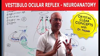 Vestibulo Ocular Reflex  Neuroanatomy [upl. by Ellan]