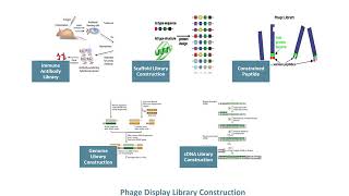 Phage Display Technology  Creative Biolabs Updated Version [upl. by Lemra]