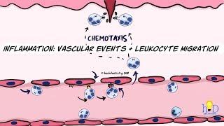 Inflammation Vascular events and leukocyte migration [upl. by Constancy29]