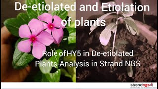 Deetiolation and Etiolation of Plants and role of HY5 in Deetiolated plant Analysis in Strand NGS [upl. by Louanna]