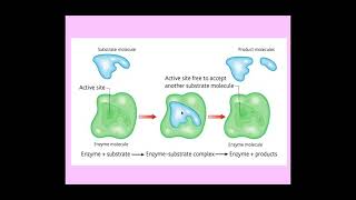 214 Enzymes c The mechanism of enzyme action [upl. by Ringo]