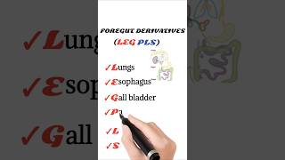 foregut derivatives mnemonic [upl. by Novar]