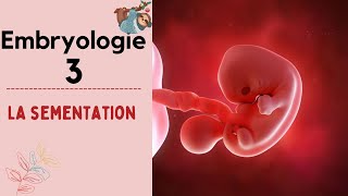 Embryologie  La Segmentation   2020  شرح بالدارجة [upl. by Pillsbury]