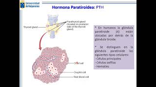 Clase 5 Fisiología Endocrina Parathormona y Regulación del Calcio [upl. by Leatri]