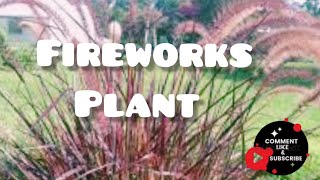 Incredibly showy Pennisetum setaceum Fireworks [upl. by Ybrik]