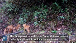 Jackal family spotted in nature reserve in Chinas Yunnan [upl. by Monagan239]