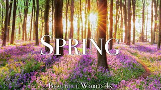 Amazing Colors of Spring 4K Nature Relaxation Film  Relaxing Piano Music  Natural Landscape [upl. by Evoy671]