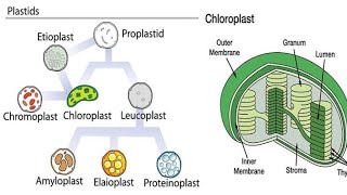 Plant cell plastids Chromoplast Chloroplast leucoplast Amyloplast Elaioplast Proteinoplast [upl. by Iddet]