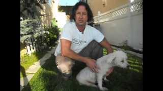 Bladder expression tutorial video for a paralyzed dog [upl. by Kahle]