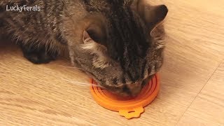 How I Feed Herbal Tinctures to Cats  Natural Health For Cats  Parasite Herbs For Worms [upl. by Ditzel]