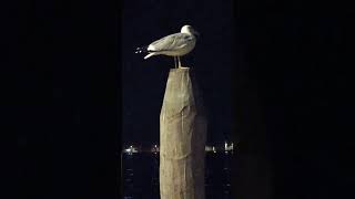 Stupendo gabbiano su bricola Venezia di notte [upl. by Notsud]