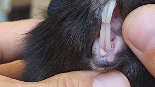 Guinea Pig Tooth Root Abscess [upl. by Acirtap]