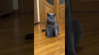 Cartoon Cat Logic Sylvester vs Kittens shortvideo catlover [upl. by Anuaf]