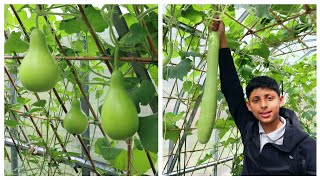 5 Important Tips For Growing Bottle gourds [upl. by Gracie449]