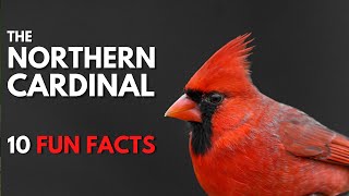 The NORTHERN CARDINAL  10 FACTS about them [upl. by Atronna342]