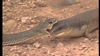 A la découverte des reptiles et des cobras [upl. by Willman]