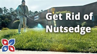 How to Get Rid of Nutsedge  Lawn Care Tips  DoMyOwncom [upl. by Neyuq581]