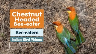 The Chestnut Headed Bee Eater Merops leschenaulti  Indian Bird Videos [upl. by Virginia]