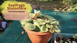 Saxifraga Stolonfera  Strawberry Begonia Propagation of the plantlets and by Plant Division [upl. by Ethbun]