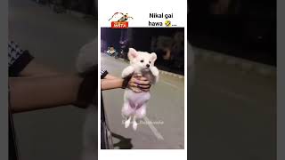 shortsfeed doglover viralvideo vanshbhankerboss trending [upl. by Natsyrk]