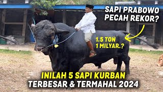 SAPI KURBAN PRABOWO PECAH REKOR Inilah 5 Sapi Kurban Terbesar amp Termahal Idul Adha 2024 [upl. by Bert]