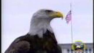 Amazing FreeFlying Bald Eagle quotChallengerquot AEF [upl. by Uliram]