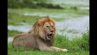 TARANGIRA NATIONAL PARK TANZANIA [upl. by Ydisac98]