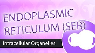 Intracellular Organelles Smooth Endoplasmic Reticulum SER [upl. by Saraann863]