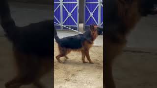 German lovers hazri lgvaen😍😍germanshepherd foryoupage fypシ viral ad foryou Dogs Lover [upl. by Lesli]