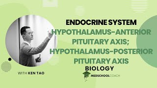 HypothalamusAnterior Pituitary Axis amp Hypothalamus [upl. by Hait807]