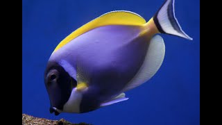 Powder Blue Tang  a rare fish found only in the Indian Ocean  Maldives [upl. by Schwitzer]