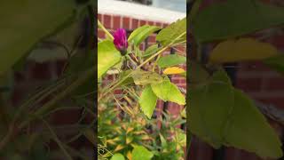 Camouflaged sulphur butterfly on hibiscus [upl. by Toomin334]