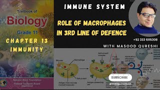 Role of Macrophages in Immune System  3rd Line of Defence  Biology Grade 11 Urdu Hindi English [upl. by Anitnoc]