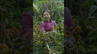 Goji berry fruit harvesting fresh from farm shorts ytshorts fruit [upl. by Rianon871]