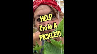 Gardening Tip How To Pollinate Cucumbers DIY [upl. by Aihsenat503]