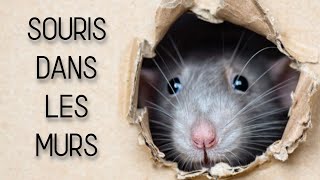 Quand fautil reboucher un trou de souris [upl. by Mailliwnhoj480]