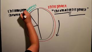 Chromatin Chromosomes amp Chromatids [upl. by Anade]