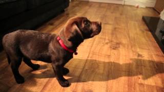 Labrador Puppy Training 10 Weeks Old Ben The Chocolate Labrador [upl. by Atteuqahs]