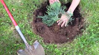 Planting Giant Sequoias [upl. by Maxy]