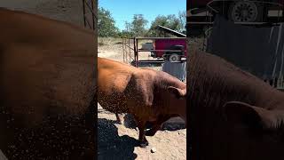 A multi pronged approach… ranching animalfarming flycontrol cow [upl. by Irma195]