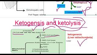 Ketogenesis and ketogenolysis L 39 [upl. by Yddur]