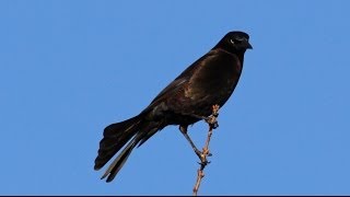 Common Grackle Flock Leader Call [upl. by Georgetta]